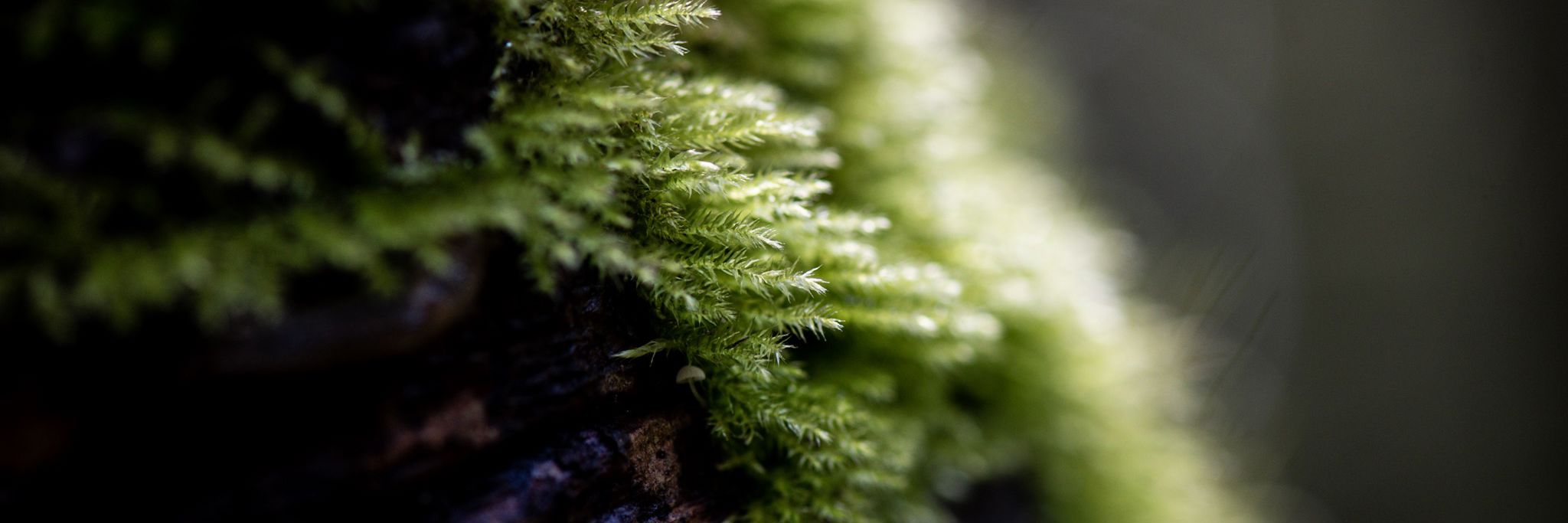 Moss